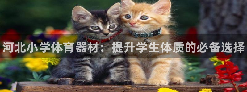 耀世娱乐登录地址在哪里：河北小学体育器材：提升学生体质的必备